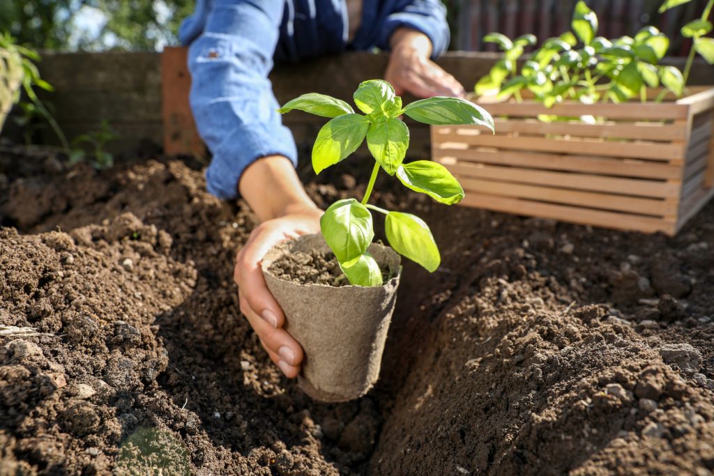 Woman planting seedling in soil outdoors, closeup