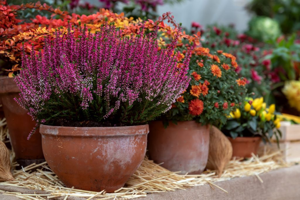 landscaping tips decorative flowers heather calluna and chrysanthemums in clay pots