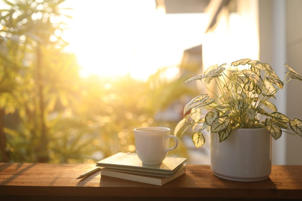 Coffee cup and notebook and Angel wings plant on wooden table under sunlight and natural light